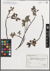 Foto von Salix L.